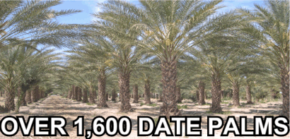 Click Here for the Phoenix dactylifera