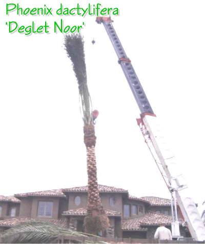 Phoenix dactylifera Installation