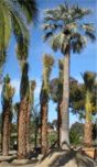 Brahea armata - Mexican Blue Fan Palm, by South Coast Growers