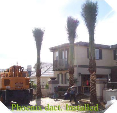 Date Palm Installation