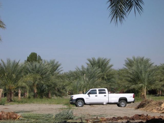 Field of Date Palms
