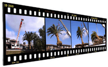 Click Here for our Canary Inventory