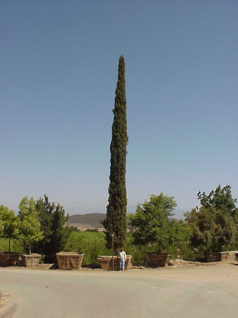 Huge Italian cypress