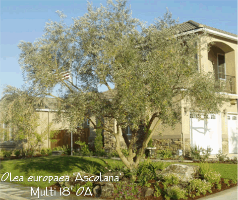 Mature Olive Trees