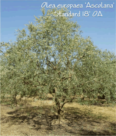 Mature Olive Trees