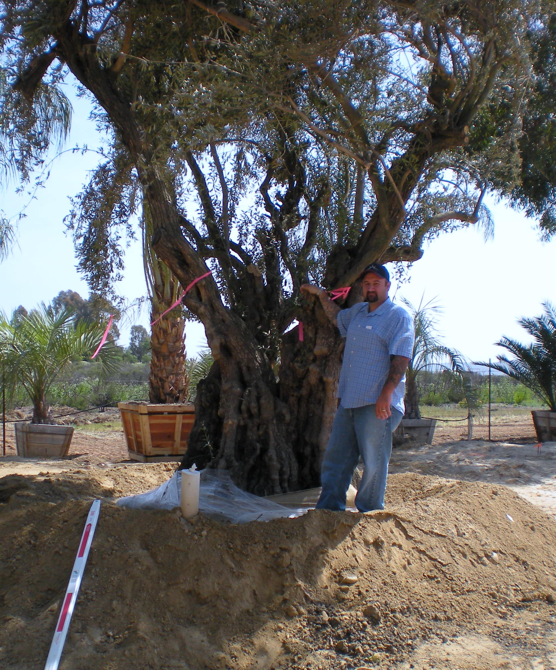 Huge Olive Trees available through South Coast Growers