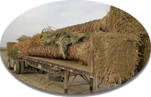 Truckload of Date Palms