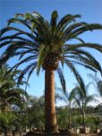 Phoenix canariensis - Canary Island Date Palm by South Coast Growers