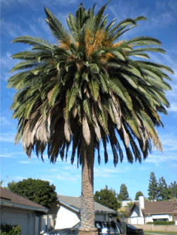 YES WE BUY THESE - This is a Canary Island Date Palm