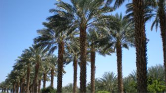 Phoenix dactylifera - Date Palm by South Coast Growers