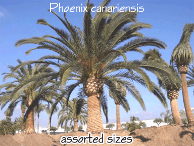 Specimen Division, Canary Island Date Palms
