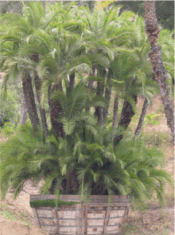 Phoenix hybrids