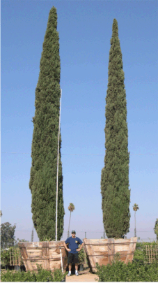 35' OA Italian Cypress