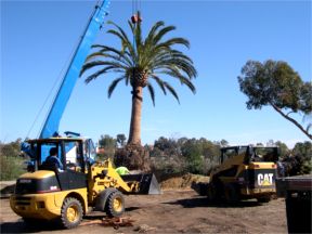 1.888.326.PALM