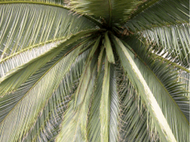 New Growth of the canary island date palm