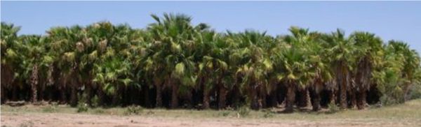 Field of Fan Palms located in the desert. All palms are certifeid for shipping into California, Arizona, Florida, and Texas