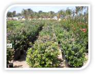 Shrub and Tree Nursery, Professional Brokering Services
