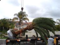 Phoenix canariensis Installation