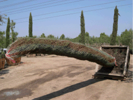 Italian cypress Prepared for Shipping