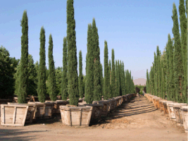 Hundreds of Italian cypress