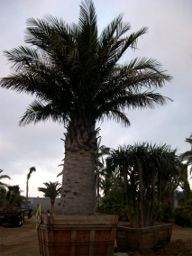 Jubaea chilensis