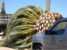 Phoenix Canariensis Pineapple compared to a truck