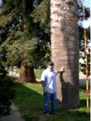 Giant Jubaea chilensis, Chilean Wine Palm