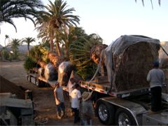 Truck load of Palm Trees