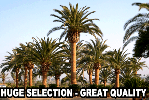 Huge Selection of Phoenix canariensis (canary island date palm)