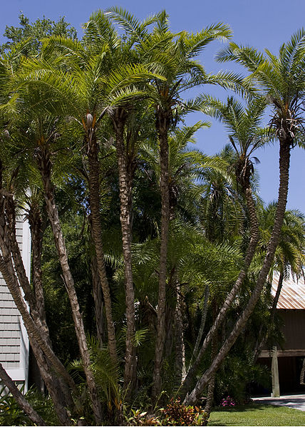 Huge Phoenix reclinata Palm Trees