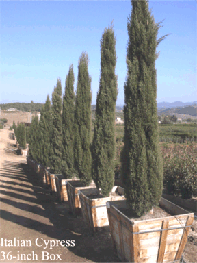 Italian cypress - All Sizes