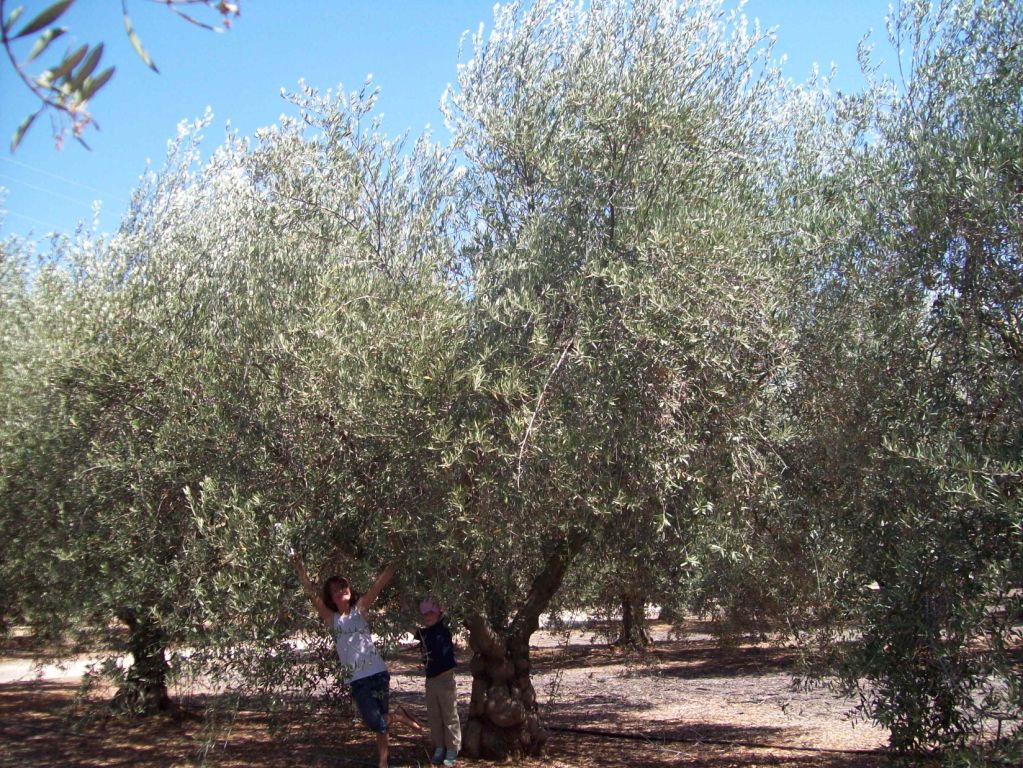 Big Olive Trees