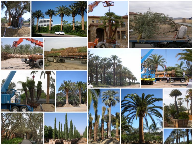 South Coast Growers Big Palm and Tree Division Specializes in Date Palms and other Large, Mature Palms and Trees including the Phoenix canariensis and Chamaerops humilis