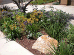 xeriscape, low water use, water management