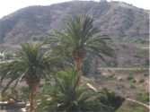 Phoenix canariensis heads
