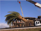 Canary Island Date Palm