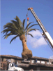 Canary Island Date Palm