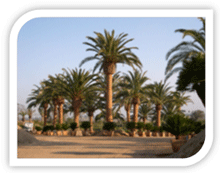 Canary Island Date Palms for Sale - all sizes