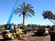 25,000 lb Phoenix canariensis date palm Installation