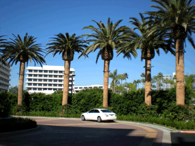 Huntington Beach Marriott Install, canary island date palms